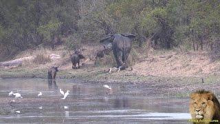 Elephant vs Buffalo