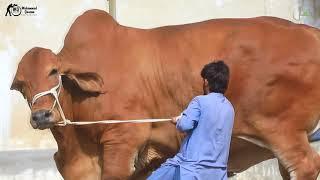 WORLD BIGGEST BULL MINAR E PAKISTAN FROM JAMAL CATTLE FARM