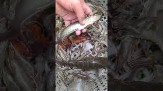 pescar con redes  para camarones 