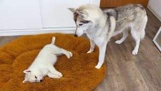 Husky are Thrilled with Tiny Puppies Cutest video