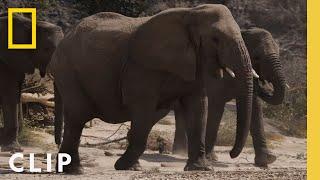 Witnessing the Great Desert Elephants  Secrets of the Elephants