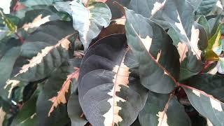 conheça a planta Graptophyllum pictum caricata