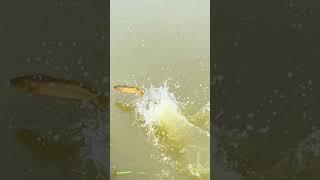 #shorts đam mê câu lure câu cá lóc giải trí #146 #fishing #cauca