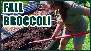 Broccoli  Fall Garden Planning And Planting