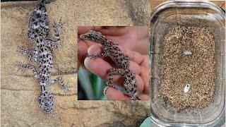 I Got Australian Leaftail Gecko Eggs Phyllurus amnicola