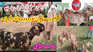 rawat bakra mandi latest update 2024 goat video 2024goat for salebakra mandi videocow tv pk