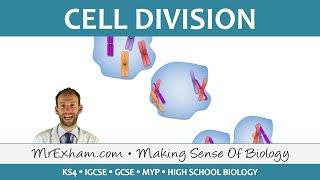 Cell Division - Mitosis and Meiosis - GCSE Biology 9-1