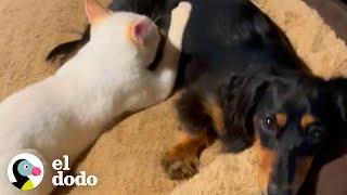 Pequeño gatito toma leche de un perro salchicha  Parejas Disparejas  El Dodo