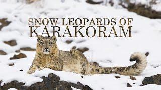 The Future of Snow Leopards  Snow Leopard Documentary