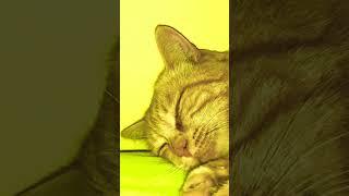 Cat Findus purr #catsagram #sweetcats #funnycats #funnycatsvideos #catlovers #katzenliebe #cats