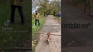 CUTE LITTLE DOG TRIES TO CARRY STICK AND LEAVES PEOPLE AMUSED 