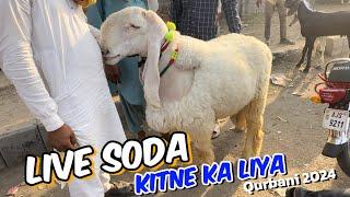 Kitne Ka liya  qurbani 2024  makhi china Bakre  Lahore Bakra Mandi shahpur kanjra