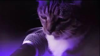 Dog Fart Cat Puke Remix  CAT DOG Compilation Funny