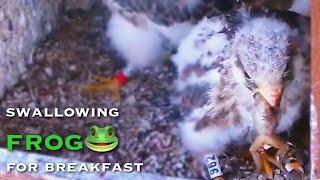 #75Red-footed Falcon Nest／LIVE Red-footed Falcon Nest Cam #1 Polgár Hungary