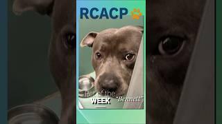 RCACP Shelter Pet of the Week - Bennett