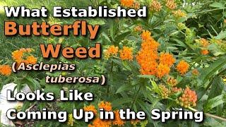 What Established Asclepias tuberosa Butterfly Weed Looks Like When Coming Up in the Springtime