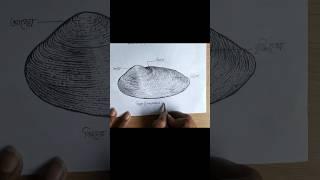 Biology Practical class 12 drawings  lomllidens sp. unio #shorts #youtubeshorts