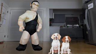 Dogs vs Giant Wrestler Funny Dogs Maymo Potpie & Indie vs Wrestling Prank