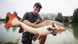 GIANT Redtail Catfish