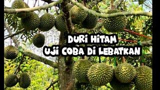 Duri Hitam Ochee Buah Perdana 25 Butir. Usia 3.5 Tahun