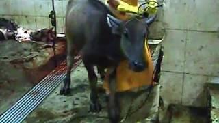 woman slaughter with rubber apron and boots prepares caraboe for slaughtering