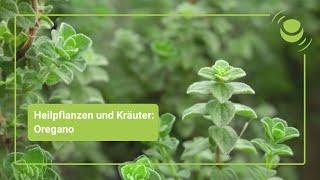 Oregano – Alles was du über seine Wirkung wissen solltest.