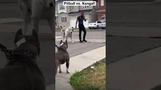 A pitbull vs. Kangal who wins?