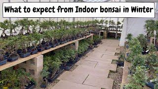 What to expect from indoor bonsai in winter