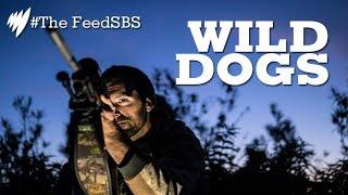 Wild dogs I The Feed