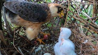 Гнездо Кобчика  Кормление птенцов  Red-footed falcon nest