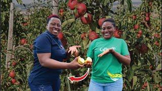 Meet The Kenya Self Made Millionaire Woman Growing Apples In Africa  How She Made It