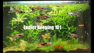 Unlocking the Secrets of Endlers Your Ultimate Care Guide