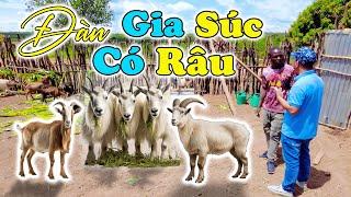 Đông Paulo  Anh Thư Ký Bản Mới Vui Mừng Khi Cả Bản Có Đàn “GIA SÚC CÓ RÂU” Lớn Chưa Từng Có ???