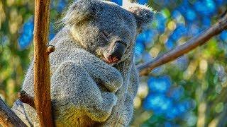 Peaceful Relaxing Instrumental Music Meditation nature music Animals of Australia by Tim Janis