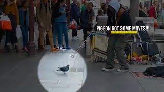 Pigeon Grooves Buskers tune