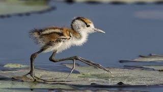 jacanas...#birds #animals #jacana #babies