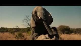 Братья из гримсби  момент слон трах.ет слониху комедия 2016