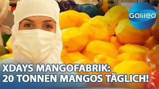 20 Tonnen Mangos täglich 2 Tage Fleißarbeit bei der Mangowürfel-Produktion  Galileo  ProSieben