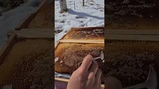 Как кормить пчел в начале весны