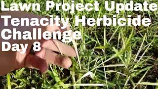 Tenacity Herbicide Challenge Lawn Update Day 8 .  How to fix an ugly lawn using Tenacity Herbicide