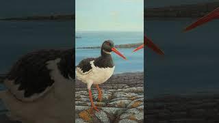 Painting oystercatchers 