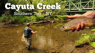 Fish Rising Everywhere Dry Fly Fishing - Cayuta Creek NY