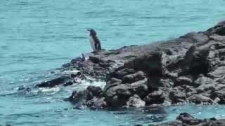 Galapagos Penguins and Flightless Cormorant