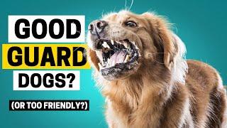 Can Golden Retriever be a Guard Dog?