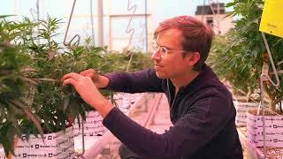Sleutelprocessen in de biosynthese van plantenstoffen