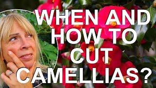 When and How to Trim Prune and Cut back Camellias