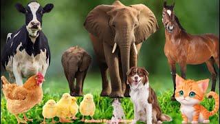 Recognizing Land Animals Horse Elephant Cat Dog Cow - Animal Videos