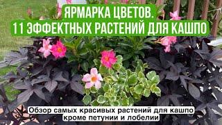 Ярмарка цветов. 11 эффектных растений для кашпо