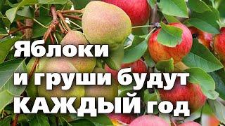 ДЕРЕВЬЯ ПЛОДОНОСЯТ ЧЕРЕЗ ГОД? Устраните эти причины