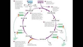 TCA Cycle Citric Acid